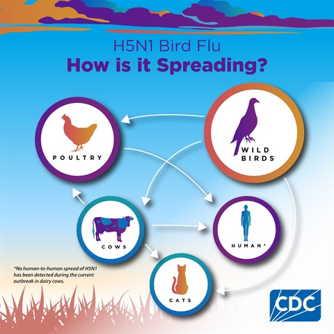 CDC-Avain-Flu-Infographic.png